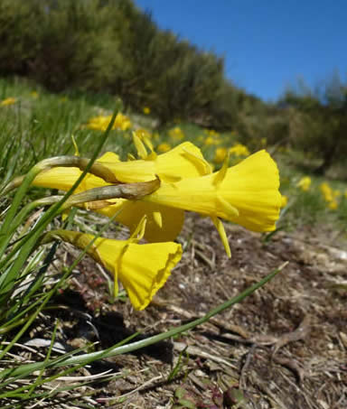 hoop petticoat narcissi