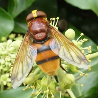 hornet mimic hoverfly