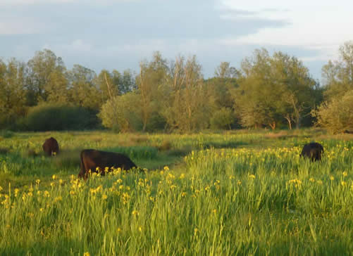 irises and cattle
