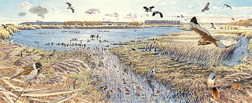 Minsmere from Island Mere hide by Richard Allen