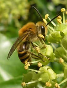 ivy bee