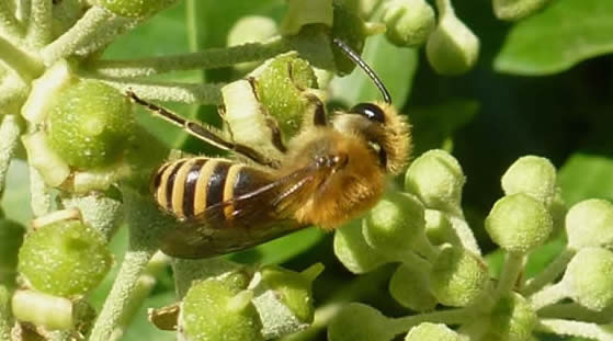 Ivy bee