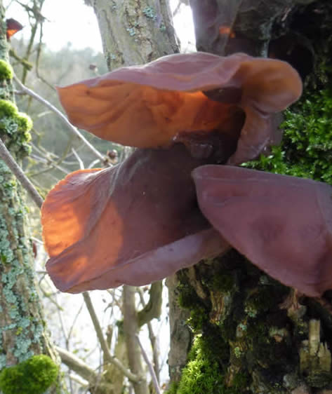 jelly ear fungus