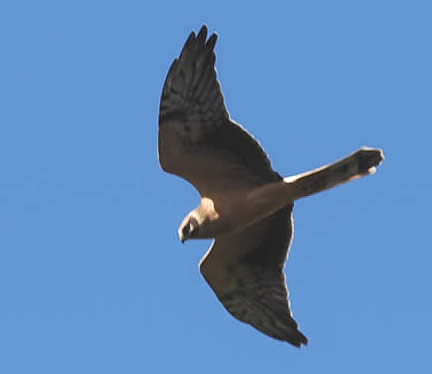 Pallid harrier, Falstrbo (Gwyn McCreanor)