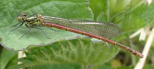 large red damselfly