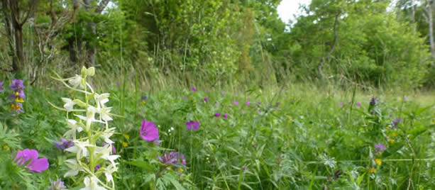 wood-meadow with lesser butterfly orchid