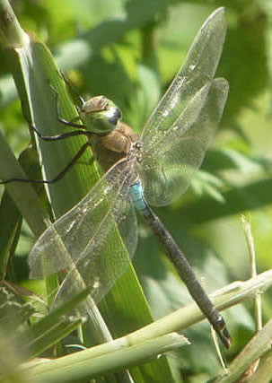 lesser emperor, male
