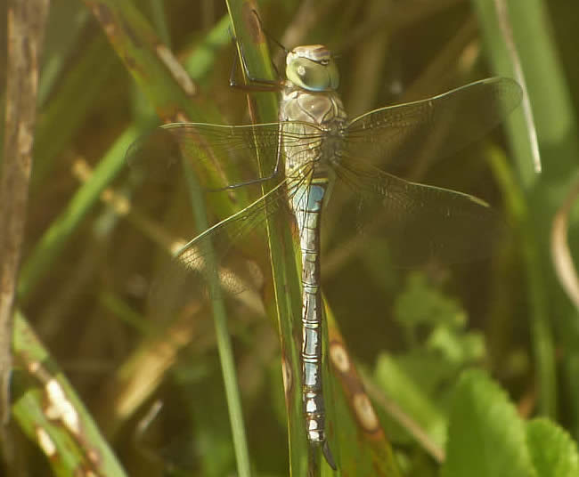 lesser emperor, Thorpe Marshes