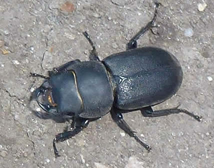 Lesser stag beetle