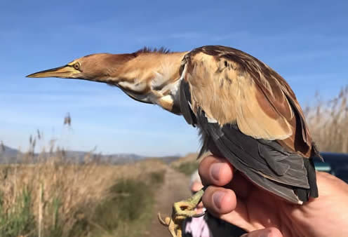 little bittern