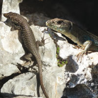 Greek rock lizard (L) and Peloponnese wall lizard (R)