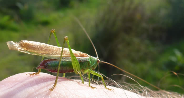 long-winged conehead