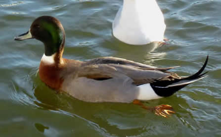 pintail x domestic mallard