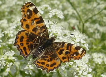 map butterfly, Dordogne