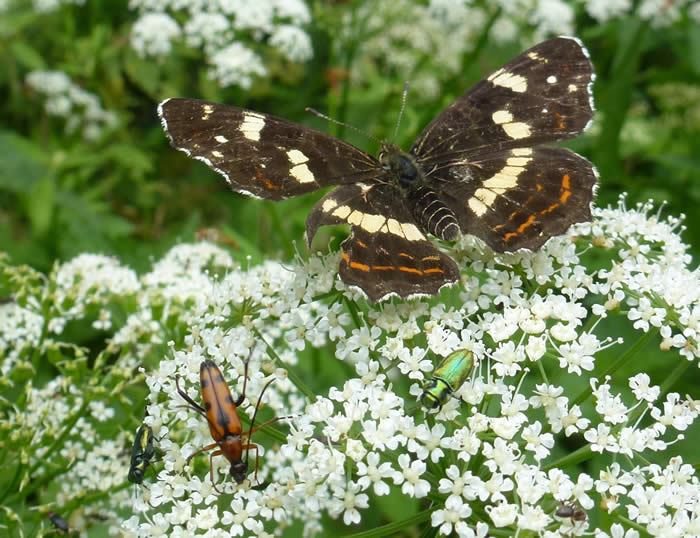 Map butterfly, Danube Delta, summer brood