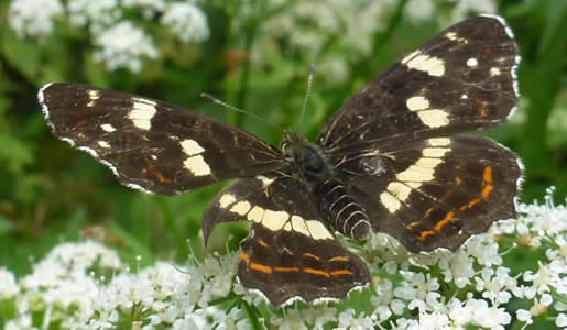 Map butterfly, Danube Delta, summer brood