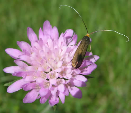 micro-moth Adela sp