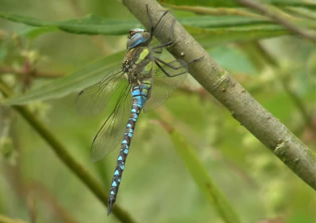 Migrant hawker