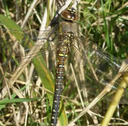 migrant hawker, female