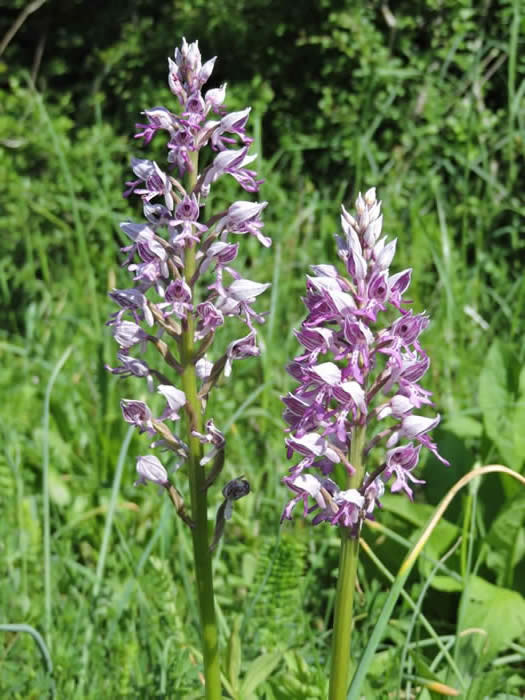 military orchids