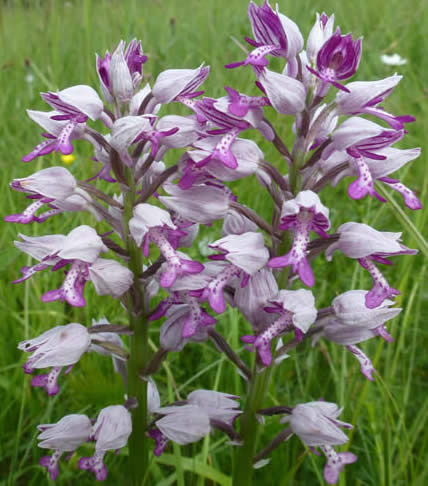 military orchids