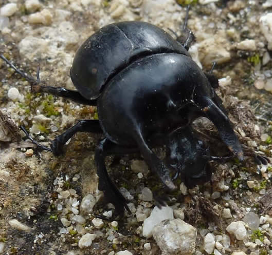 minotaur beetle