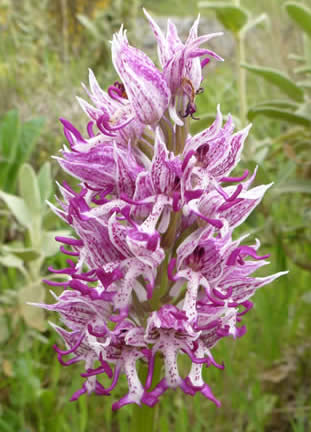Monkey orchid