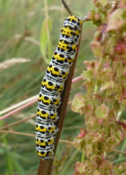 mullein moth caterpillar
