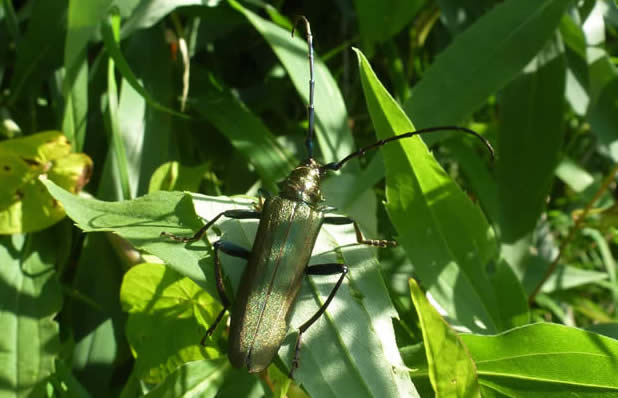 musk beetle