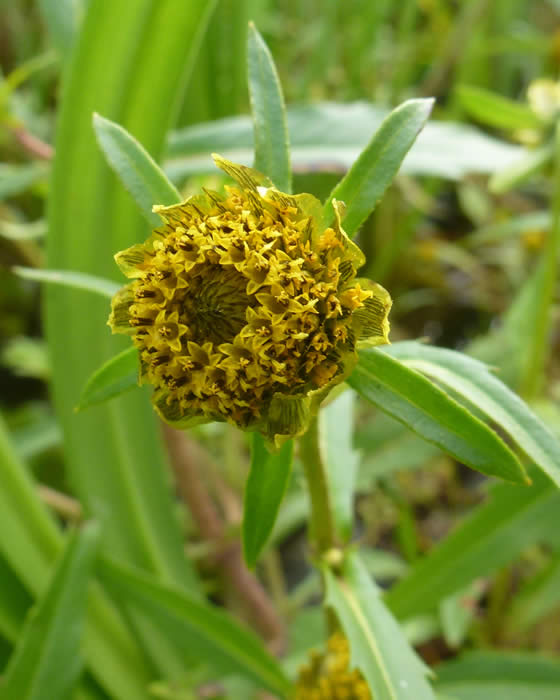 nodding bur marigold