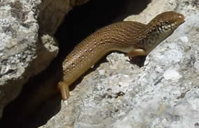 ocellated skink