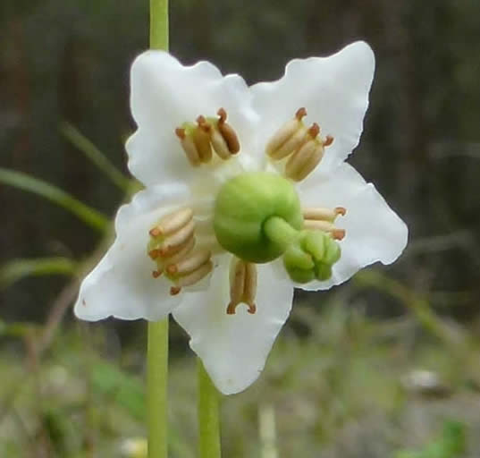 one-flowered wintergreen