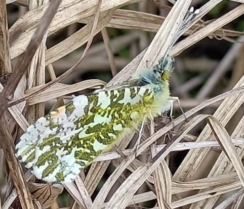 orange tip