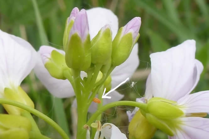 lady's smock with orange tip egg