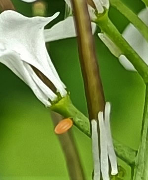 orange-tip egg