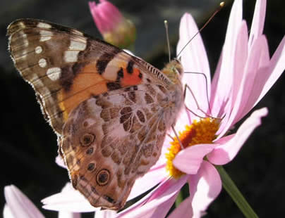 painted lady