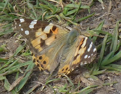 painted lady