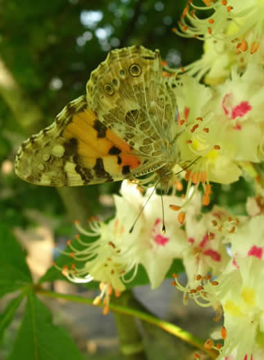 painted lady on horse chestnut