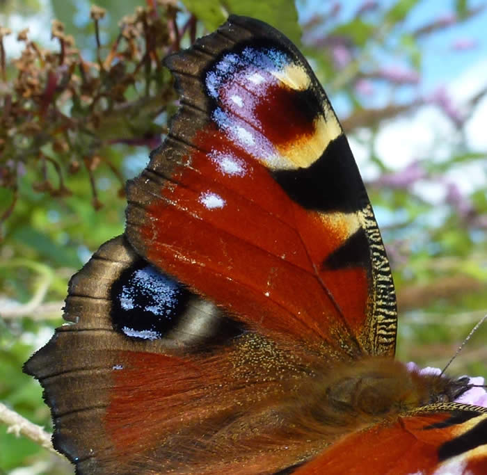 peacock wing