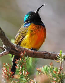 orange-breasted sunbird