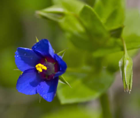 scarlet pimpernel, blue-flowered form