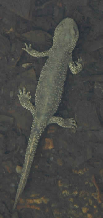 Pyrenean brook newt