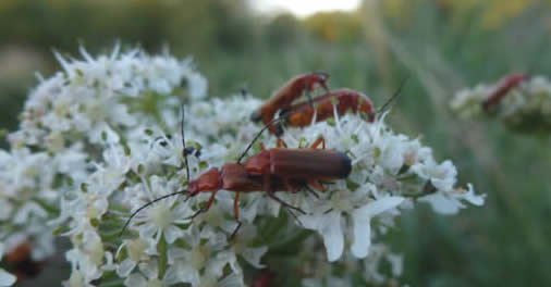 red soldier beetles