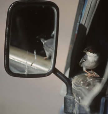 Sardinian warbler