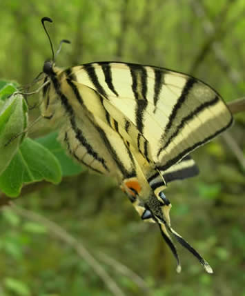 scarce swallowtail underside