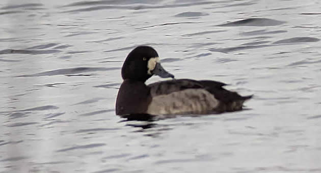 scaup (Stuart White)