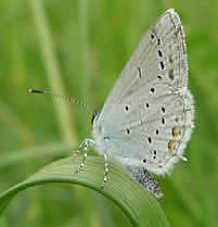 short-tailed blue