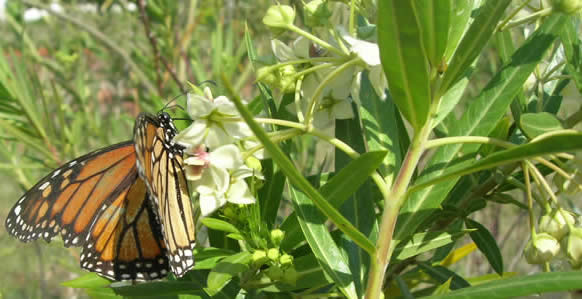 silkweed with Monarch