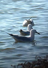 slender-billed gulls