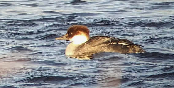 Smew (Stuart White)